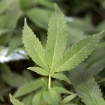 online dispensary canada Offering Reliable Service and Consistent Product Quality